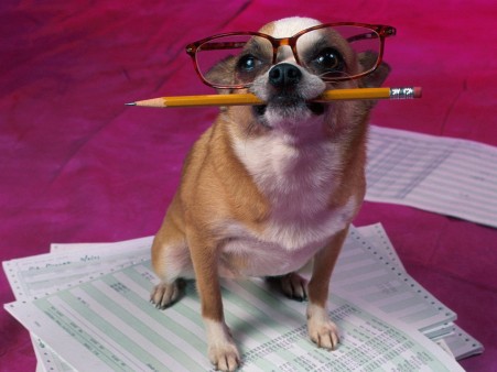 writing productivity dog